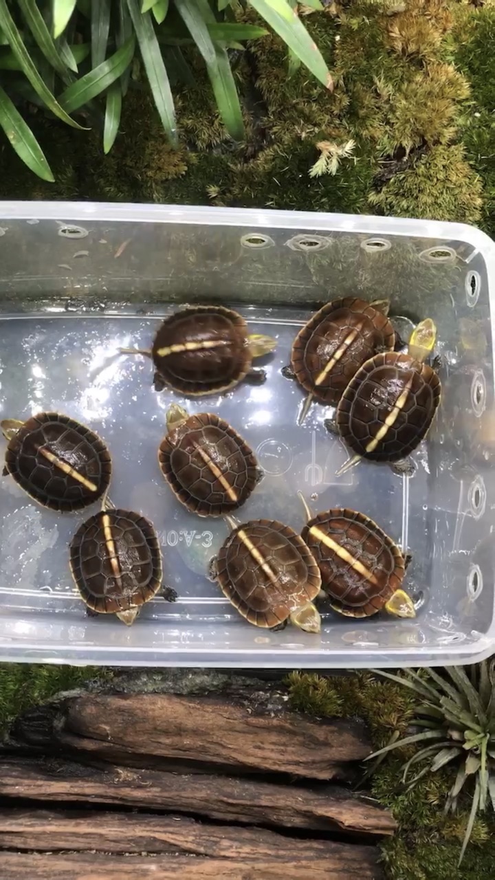 黄缘闭壳龟头苗大克数