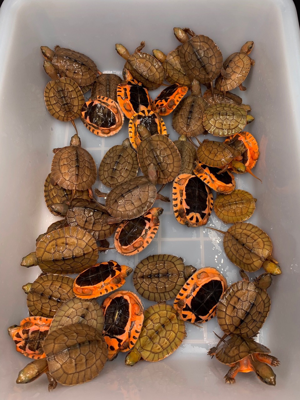 金钱龟越南种大米中米小米应有尽有