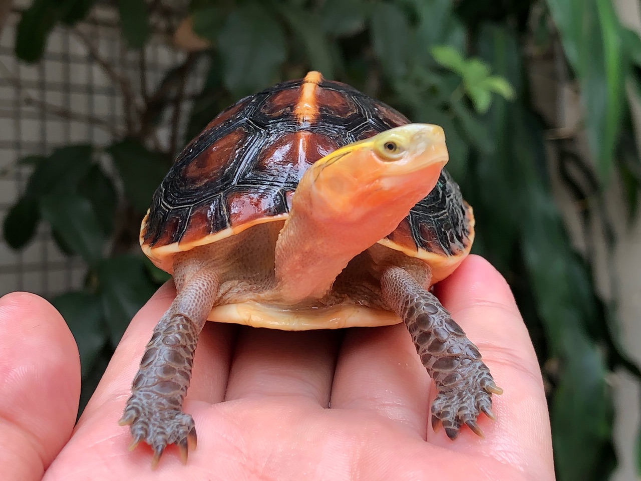 【黄缘龟】二十六甲招财龟外加万中无一的财迷咪咪眼