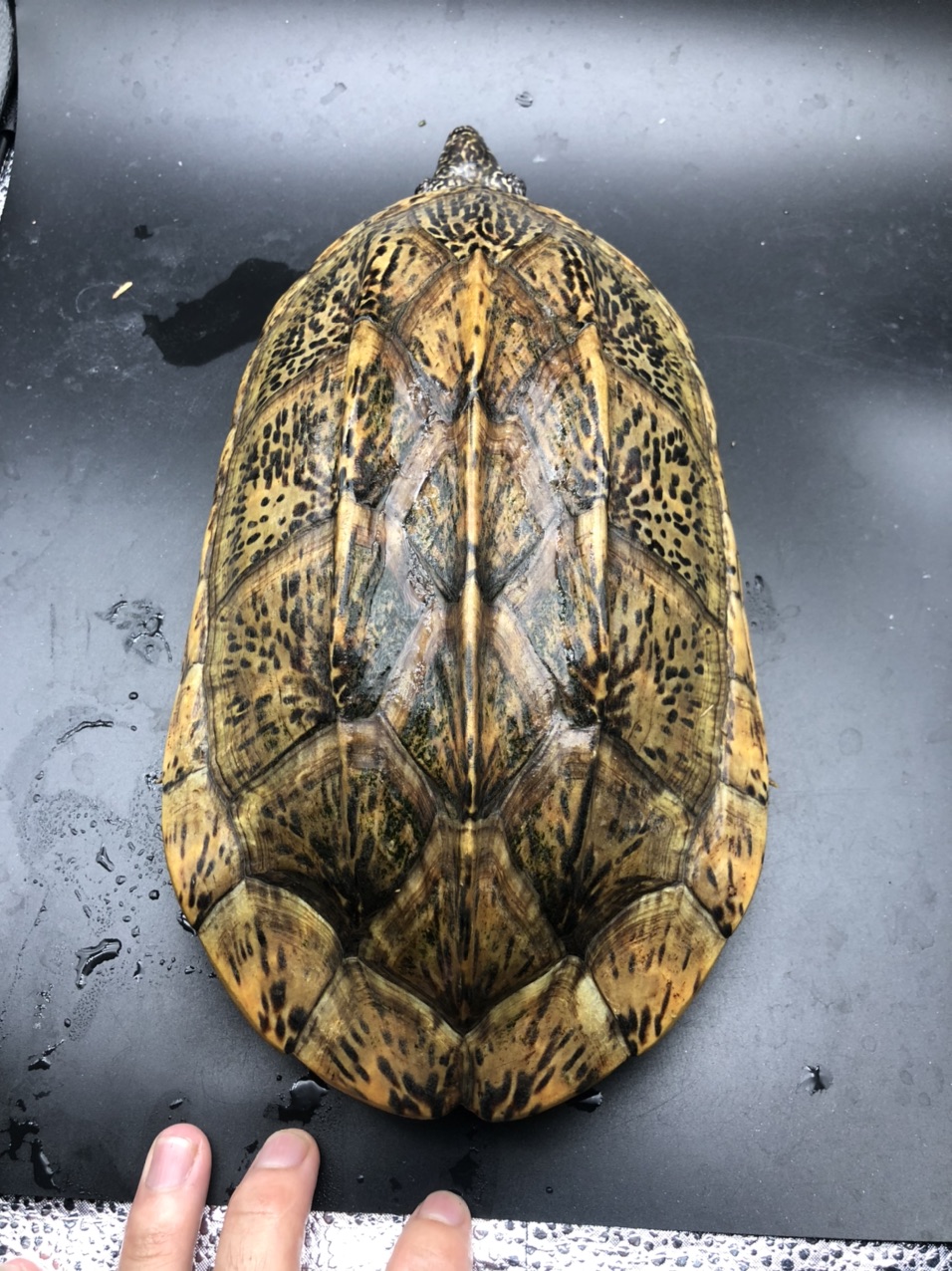 墨西哥公 - 龟 - 宠物之家