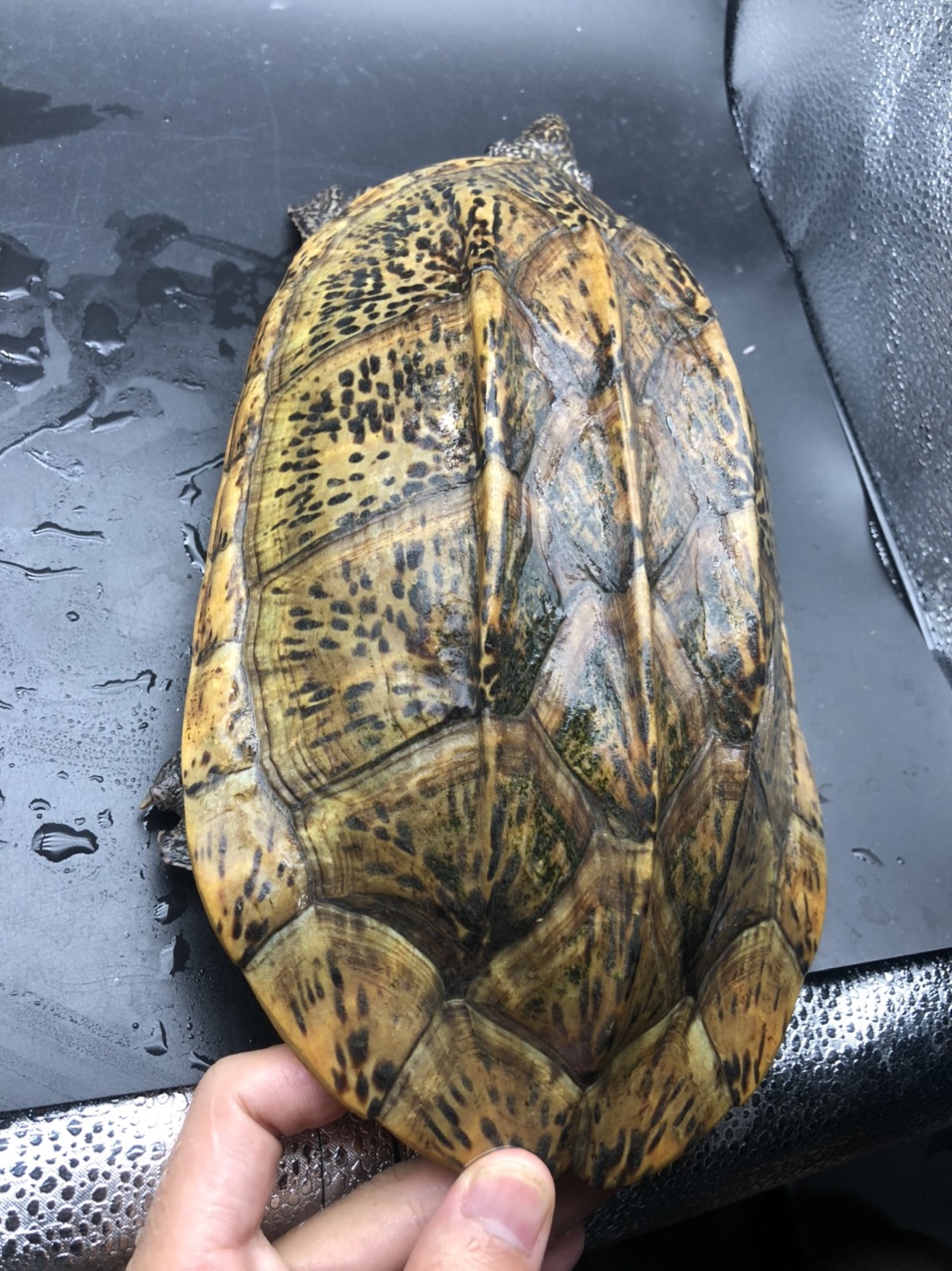 墨西哥公 - 龟 - 宠物之家