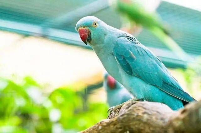 我国的本土鹦鹉月轮鹦鹉