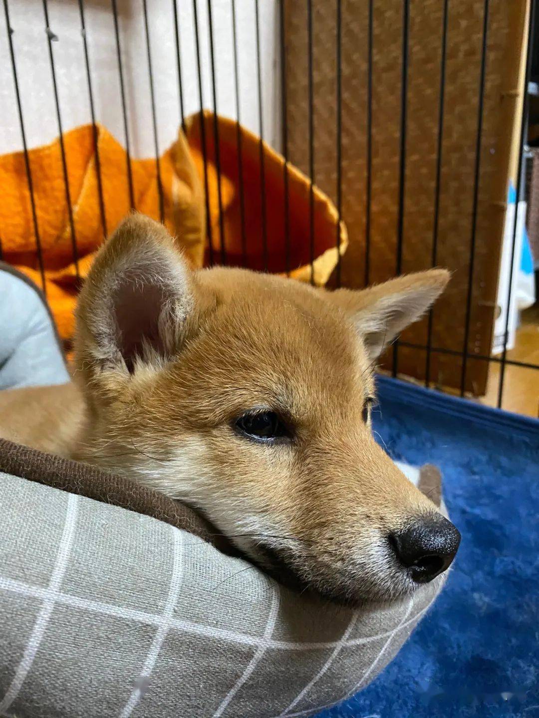 小柴"盘腿坐"低头忏悔,最后还皱眉忍泪:伦家知道错了嘛~ - 柴犬