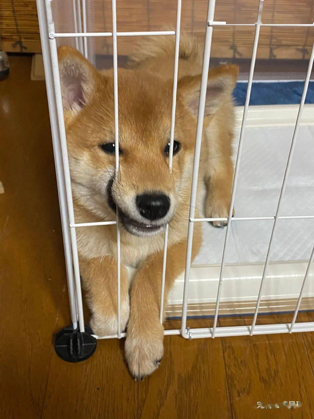 小柴"盘腿坐"低头忏悔,最后还皱眉忍泪:伦家知道错了嘛~ - 柴犬