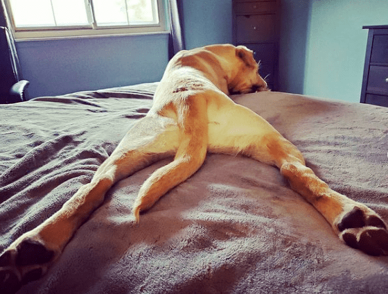 狗狗睡觉坚持把自己伸到最长,保持超性感姿势,网友笑翻:诱惑谁?