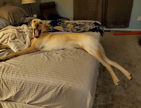 狗狗睡觉坚持把自己伸到最长,保持超性感姿势,网友笑翻:诱惑谁?