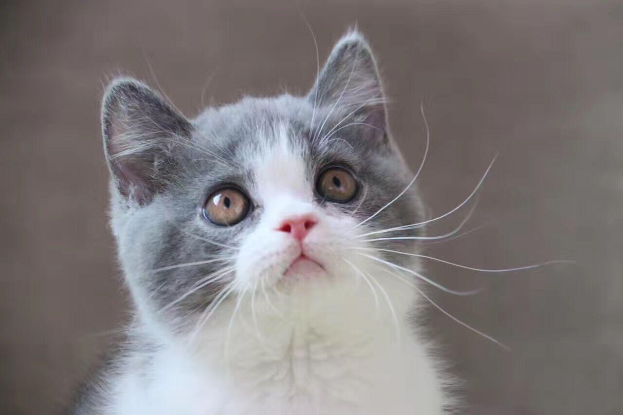 蓝白猫夏天掉毛严重吗