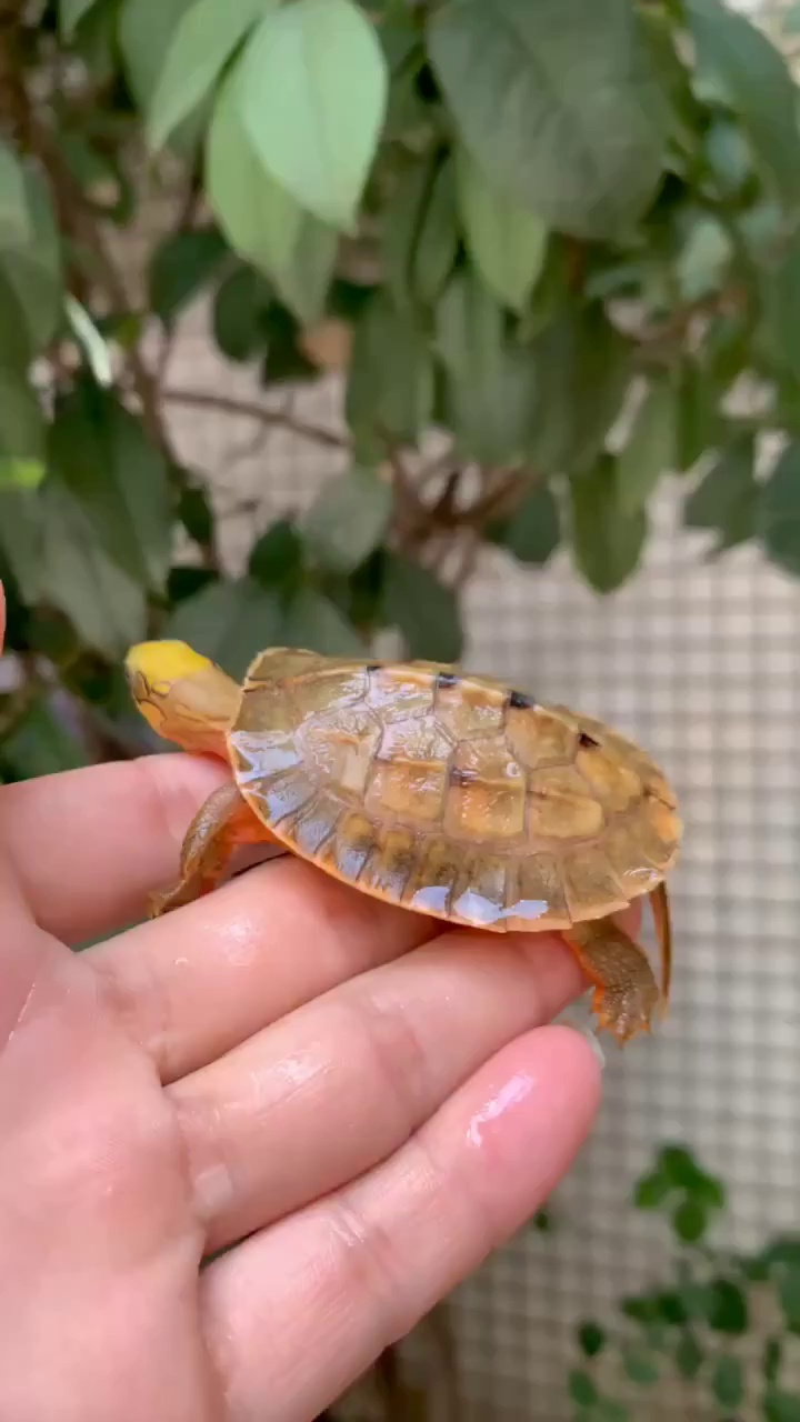 极品海南黄头苗色泽金黄