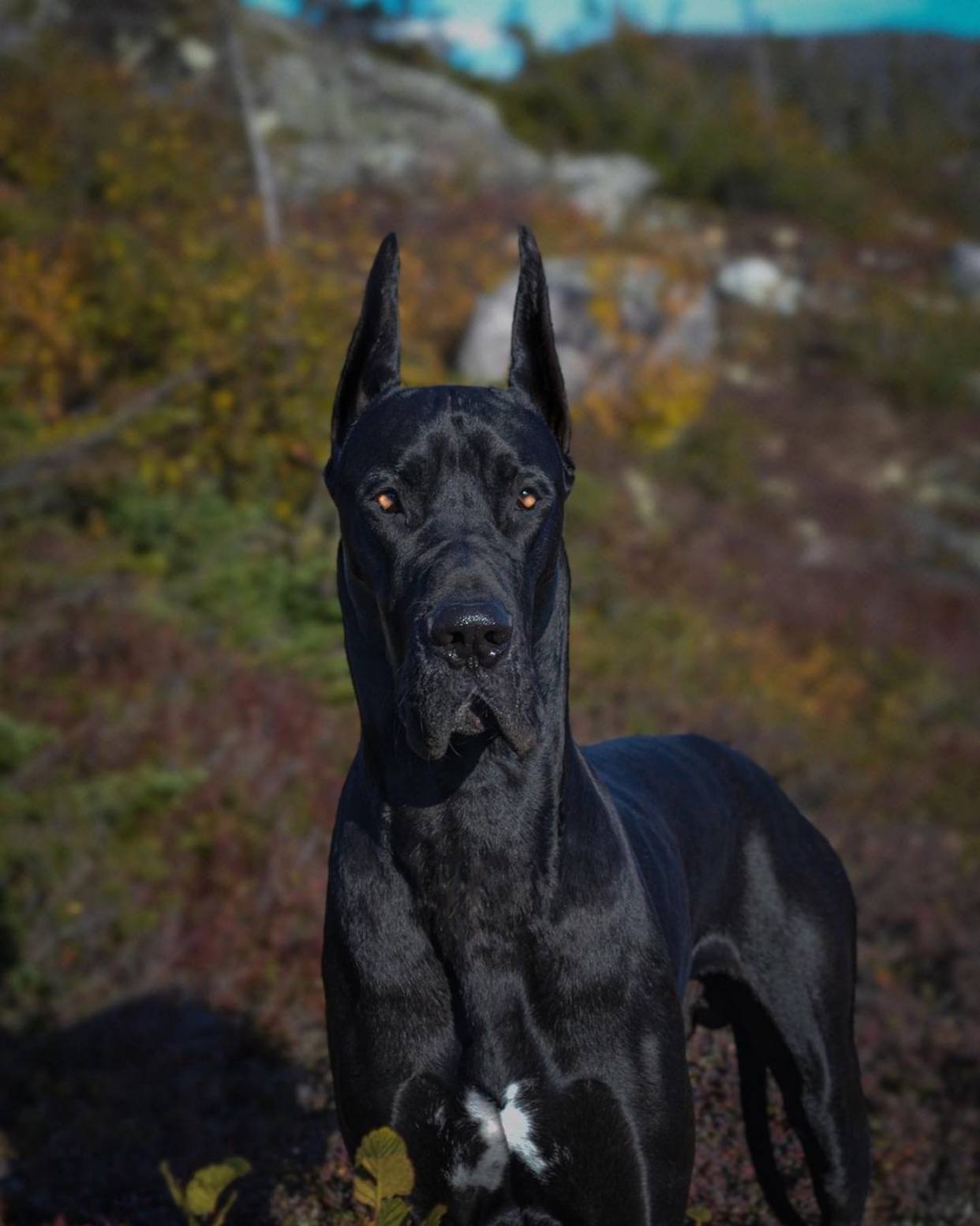 135斤大狗总一脸严肃看起来像恶犬其实路人都爱跟它拍照