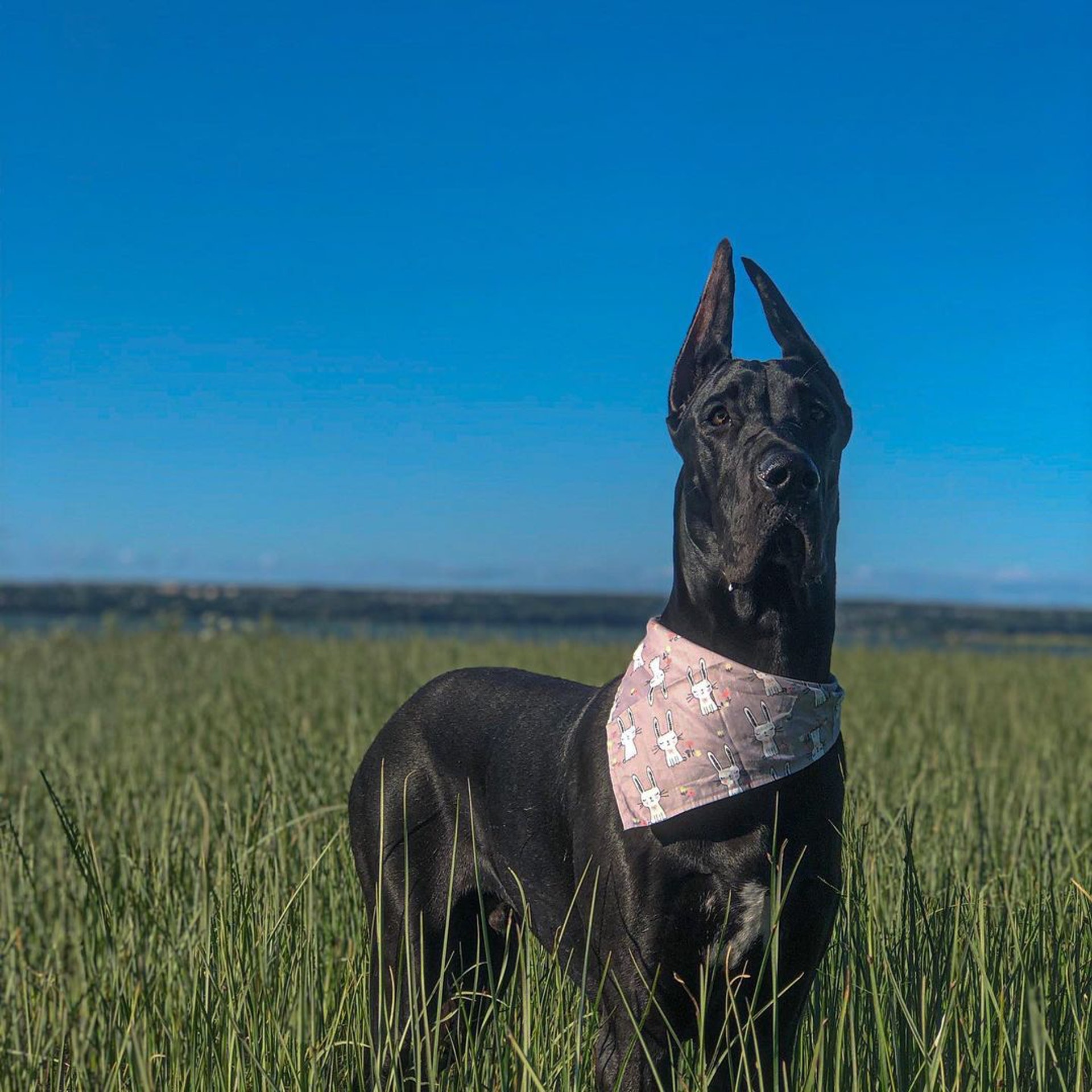 135斤大狗总一脸严肃,看起来像"恶犬",其实路人都