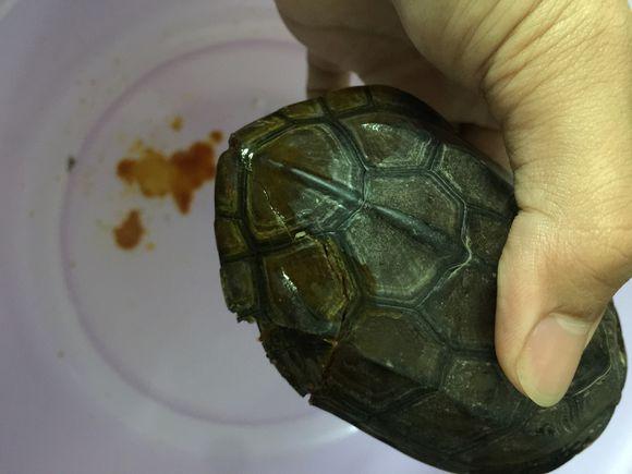 龟从楼上摔下来,龟壳都裂开了治疗案例26图巴西龟不值钱?