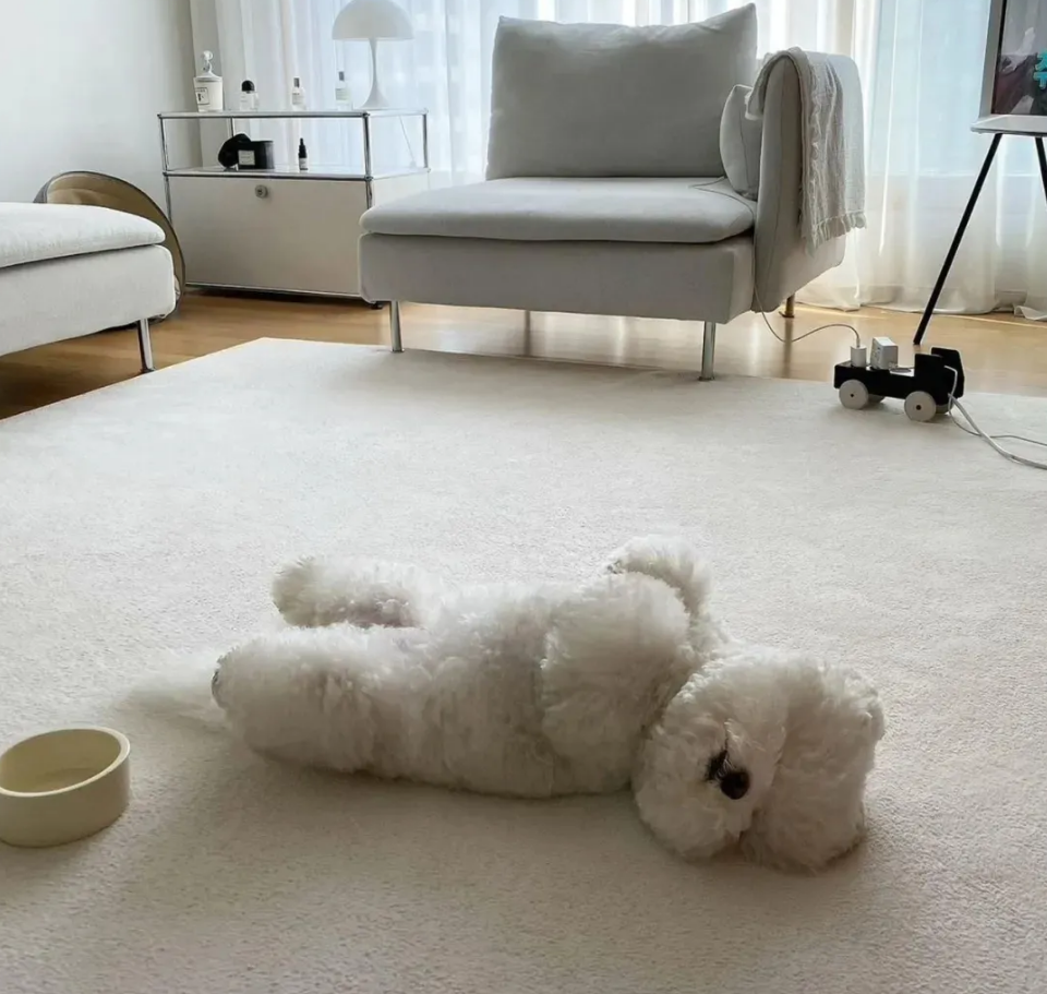 在收容所3个月,被标签为"恶犬",律师领养后却成了网红 - 贵宾泰迪