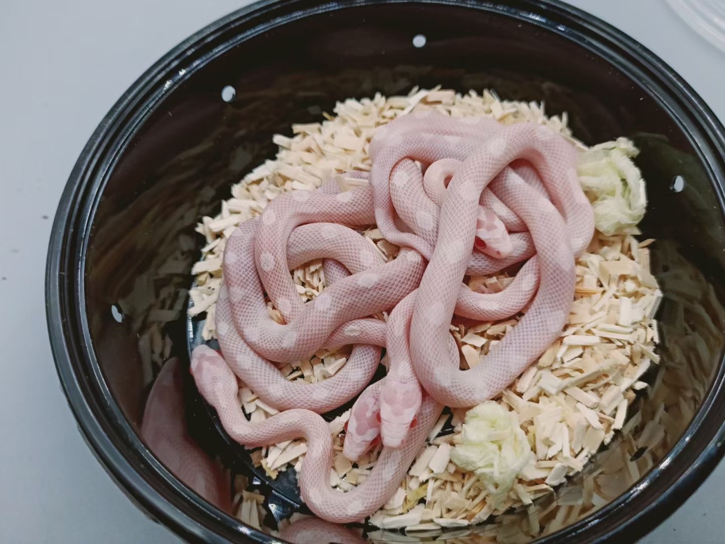 宠物蛇无毒温顺好养一周一喂