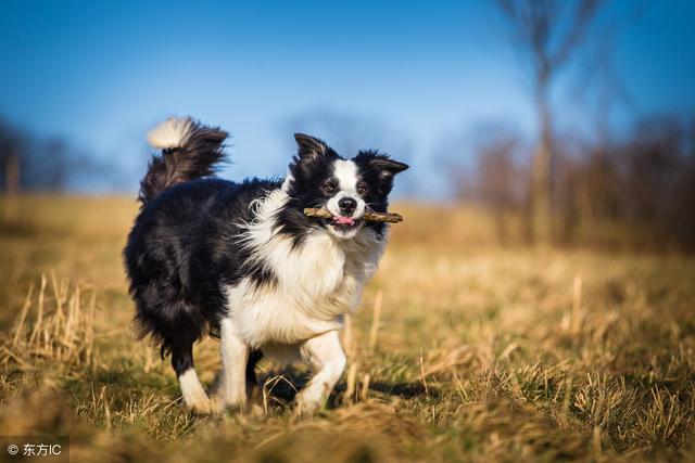 世界犬種智商排行榜第一,邊境牧羊犬的3種優點想讓大家都知道!