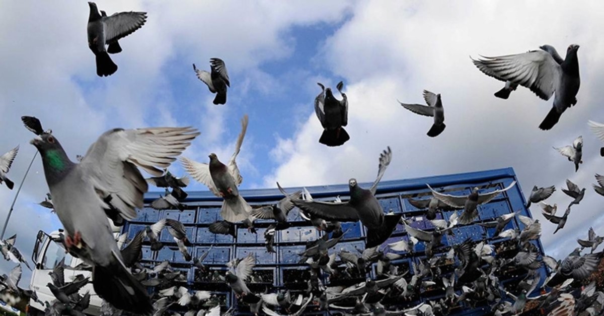 新手鸽友必知中国赛鸽运动的通常比赛级别