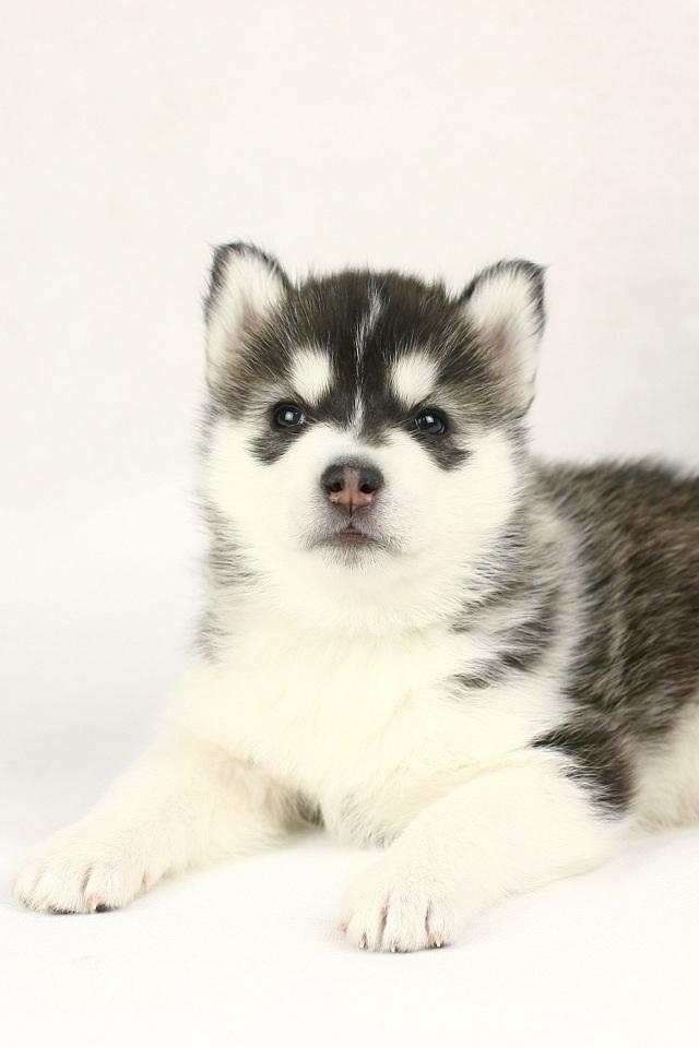 哈士奇二哈图集