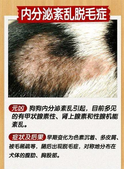 狗狗皮肤病辨别图-6.jpg
