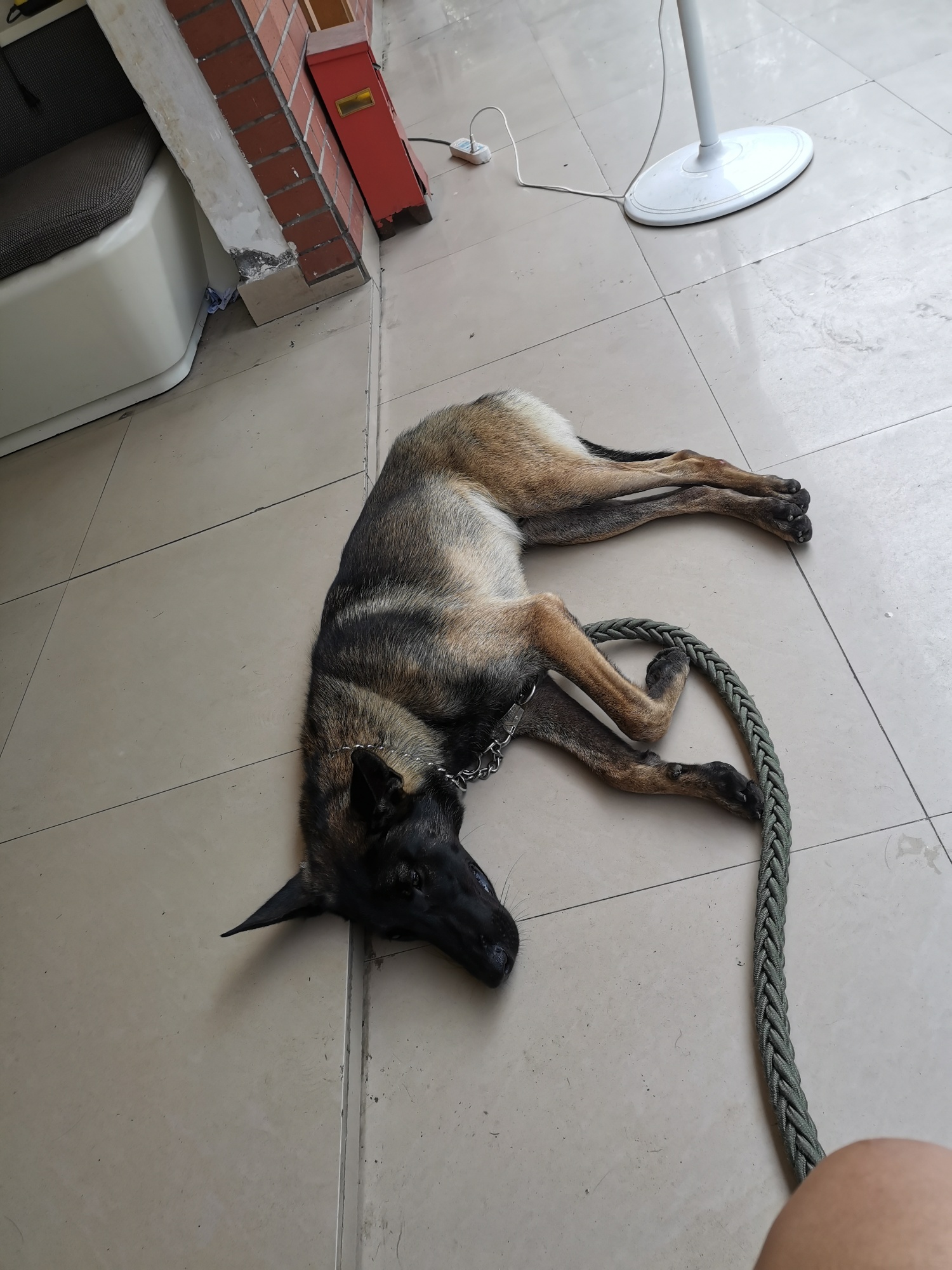 马犬赛虎