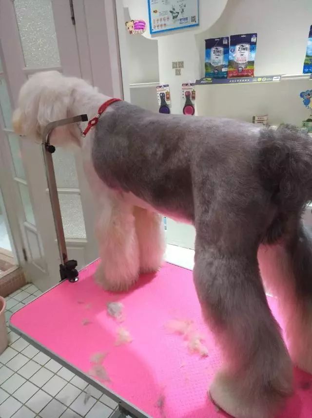 狗狗修毛花了六小时,中分发型有个性,美容师表示已累瘫