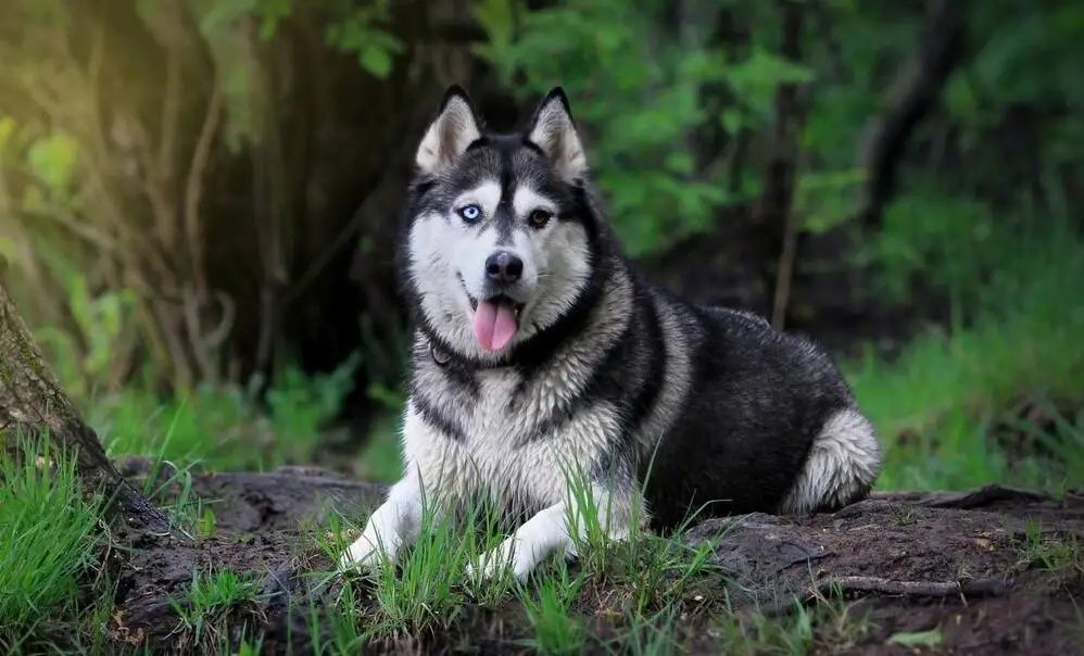 哈士奇一旦高冷起来,真的帅到不行,狗界第一帅