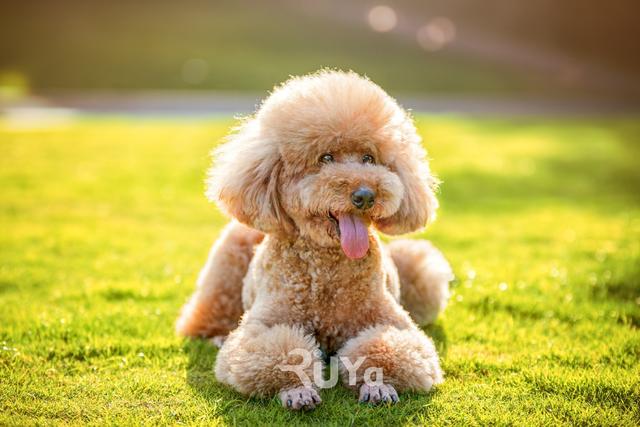 贵宾泰迪 - 宠物之家