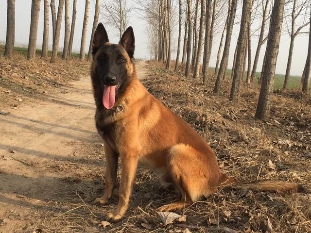 马犬有这几大好处养了就赚了