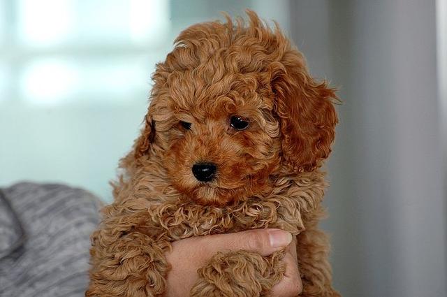 贵宾泰迪 - 宠物之家