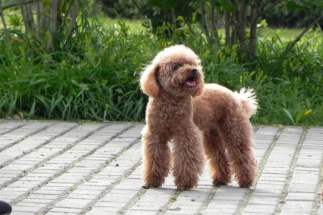 贵宾泰迪 - 宠物之家