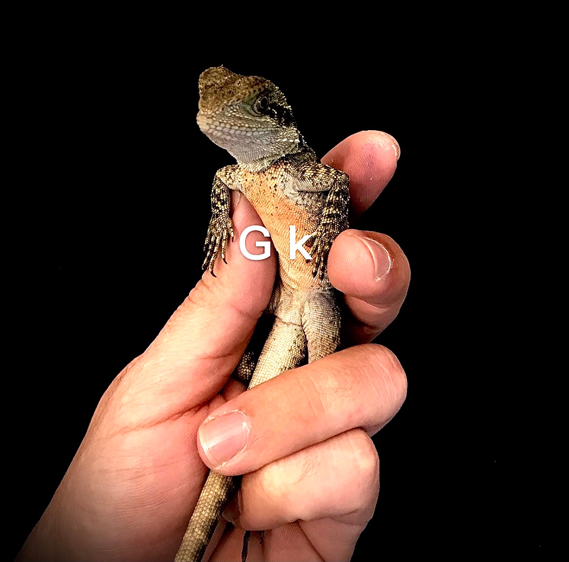 澳洲水龙. - 蜥蜴 - 宠物之家