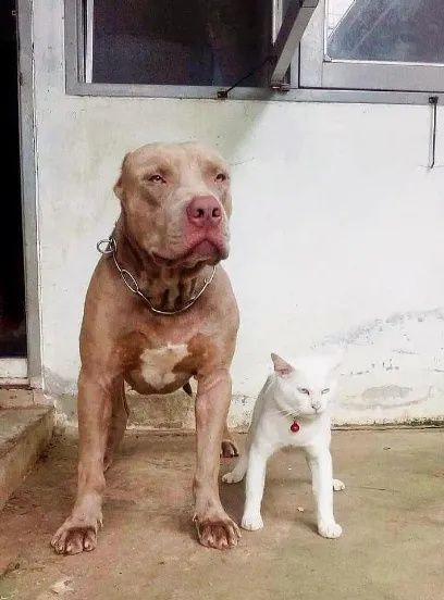 一只被比特犬带大的猫咪~ - 比特 - 宠物之家