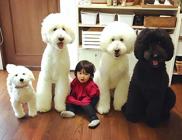 贵宾泰迪 - 宠物之家