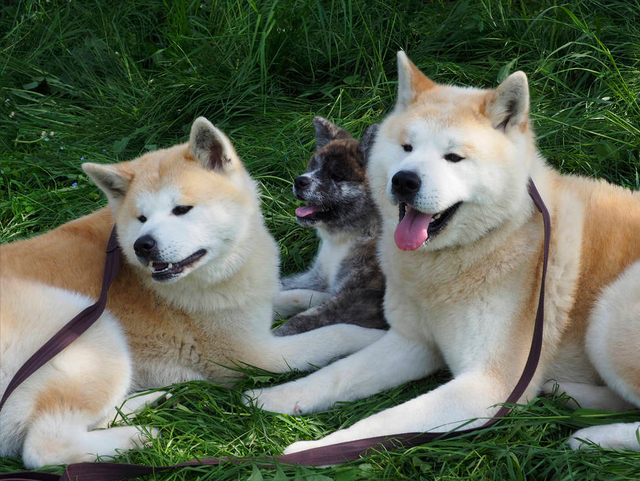 养一只秋田犬会上瘾 这4大优点让人着迷