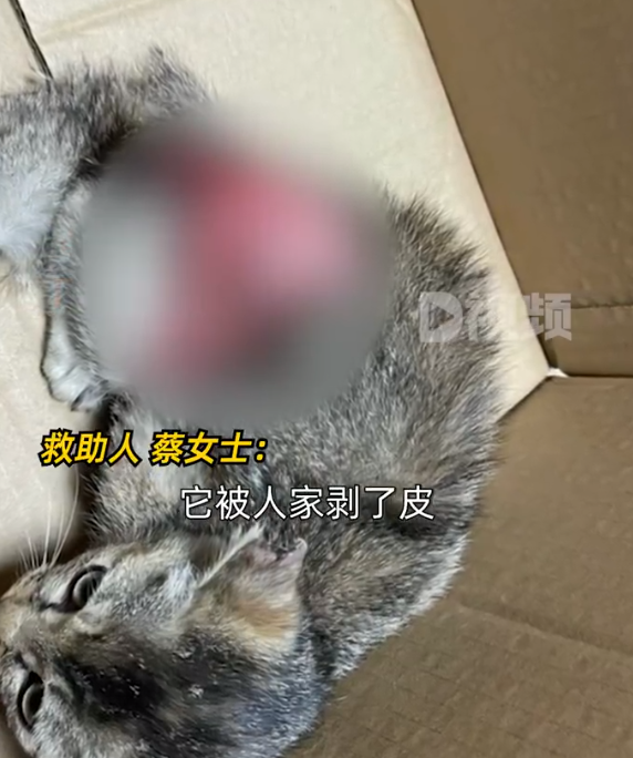   女子花2万用鱼皮给流浪猫植皮