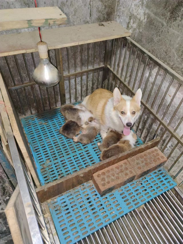   柯基幼犬