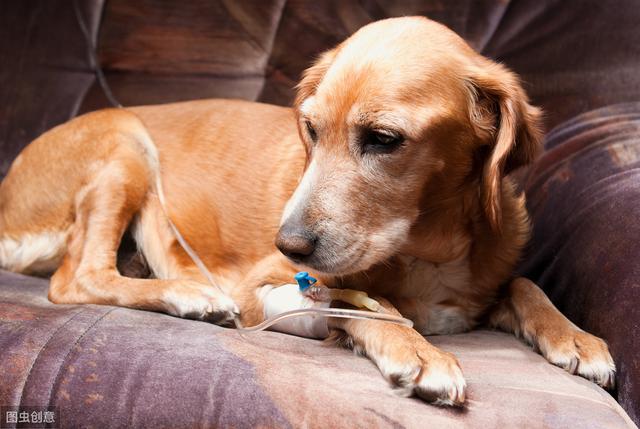 犬冠状病毒的这两大致命伪装，是耽误治疗和误诊的主要原因-6.jpg