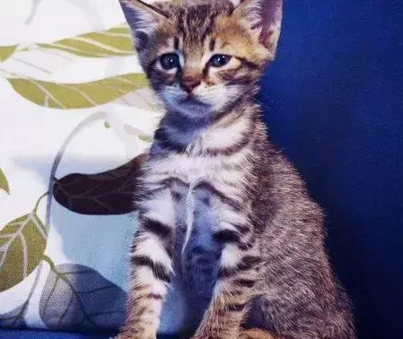 中国的土猫,到底惹谁了? - 田园猫 - 宠物之家